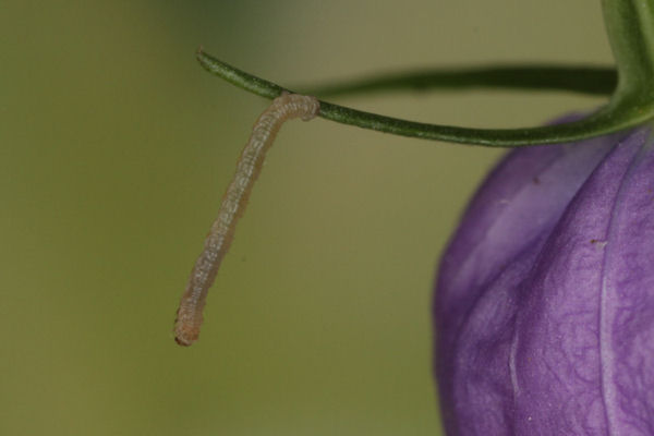 Eupithecia impurata: Bild 14