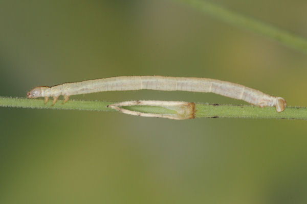Eupithecia gemellata: Bild 34