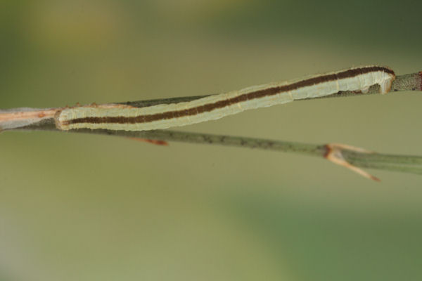 Eupithecia gemellata: Bild 35