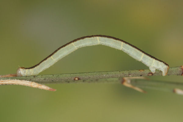 Eupithecia gemellata: Bild 36
