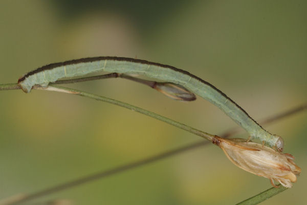 Eupithecia gemellata: Bild 39