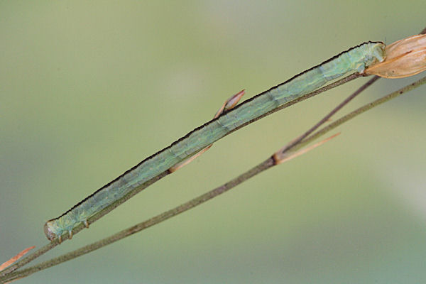 Eupithecia gemellata: Bild 41