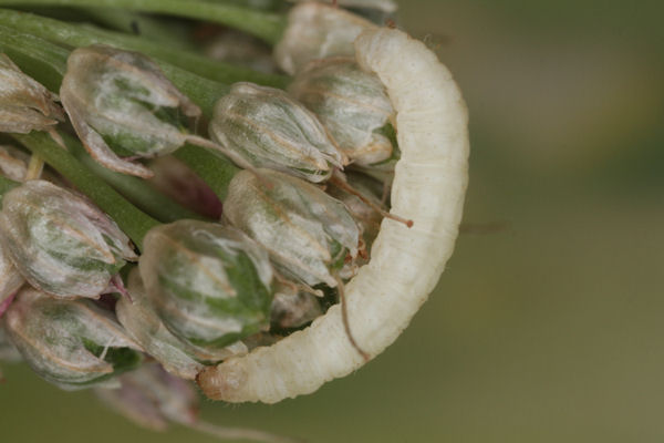 Eupithecia alliaria: Bild 7