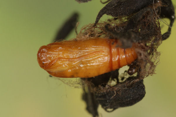 Eupithecia plumbeolata: Bild 36