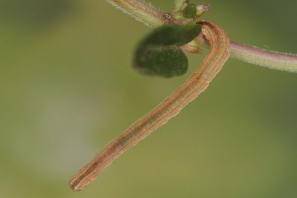 Eupithecia subumbrata: Bild 4