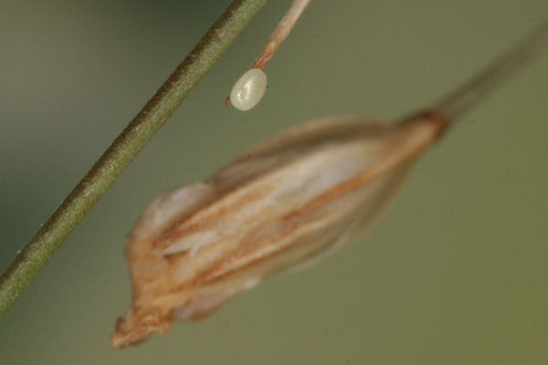 Eupithecia gemellata: Bild 2