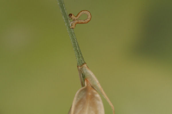 Eupithecia gemellata: Bild 6