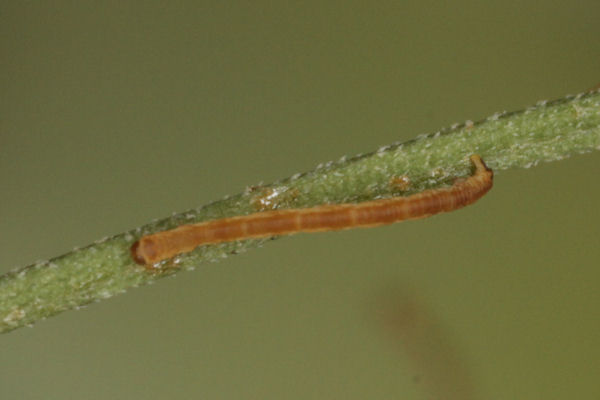 Eupithecia gemellata: Bild 9