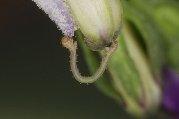 Eupithecia impurata: Bild 16