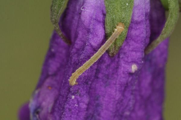 Eupithecia impurata: Bild 17