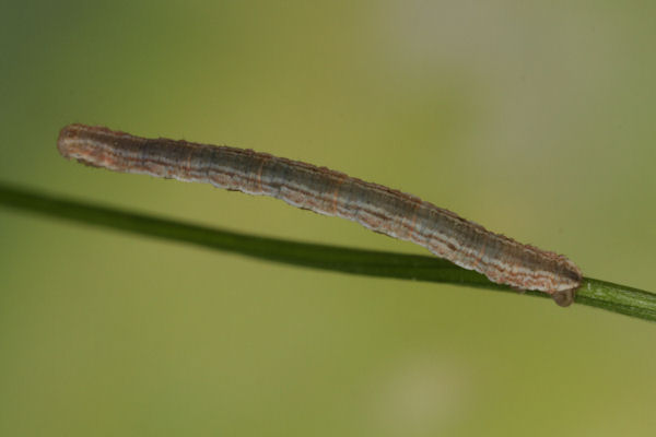 Eupithecia impurata: Bild 26