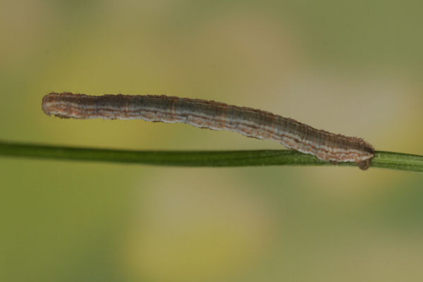 Eupithecia impurata: Bild 28