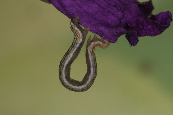Eupithecia impurata: Bild 31