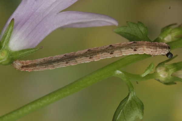 Eupithecia impurata: Bild 37