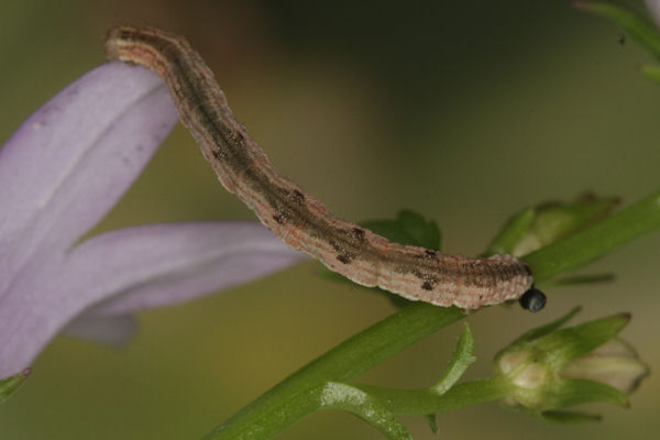 Eupithecia impurata: Bild 38