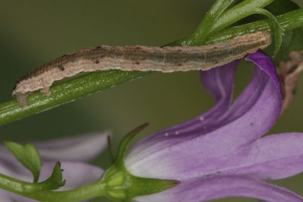 Eupithecia impurata: Bild 40