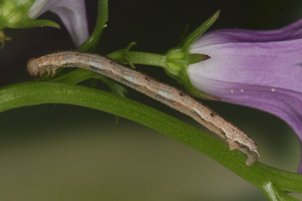Eupithecia impurata: Bild 42