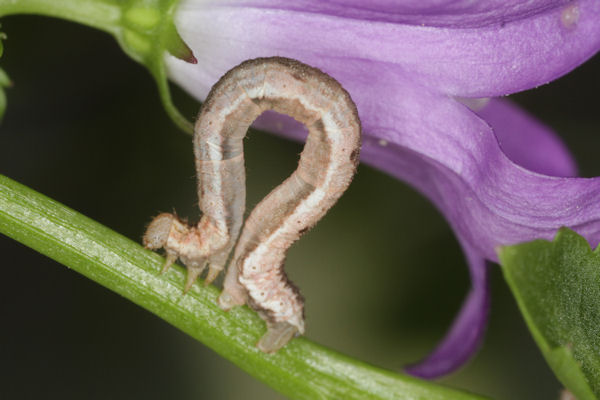 Eupithecia impurata: Bild 43