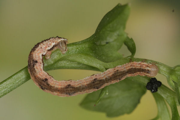 Eupithecia impurata: Bild 45