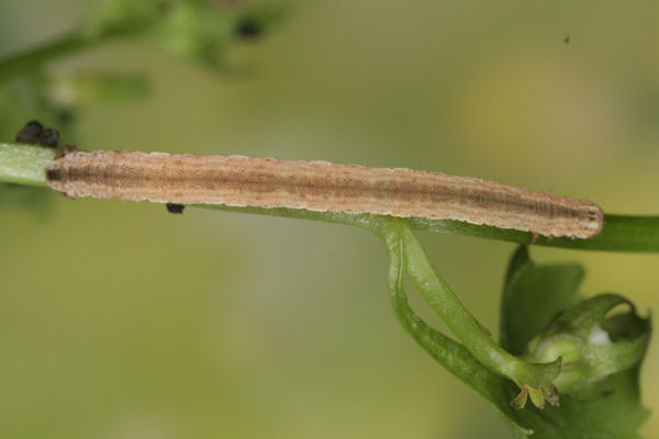 Eupithecia impurata: Bild 46