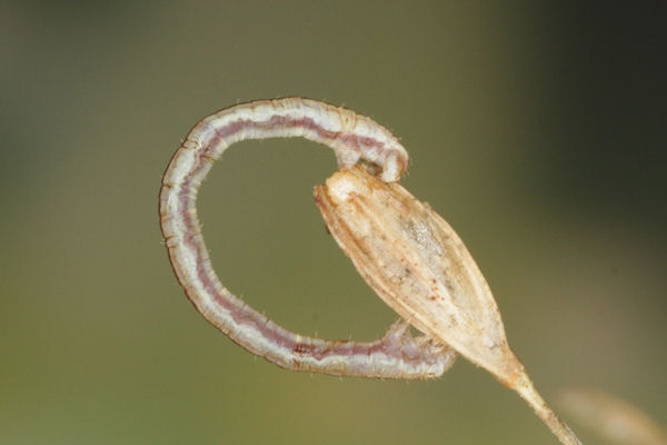 Eupithecia gemellata: Bild 10