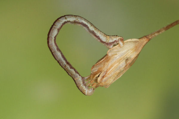 Eupithecia gemellata: Bild 11
