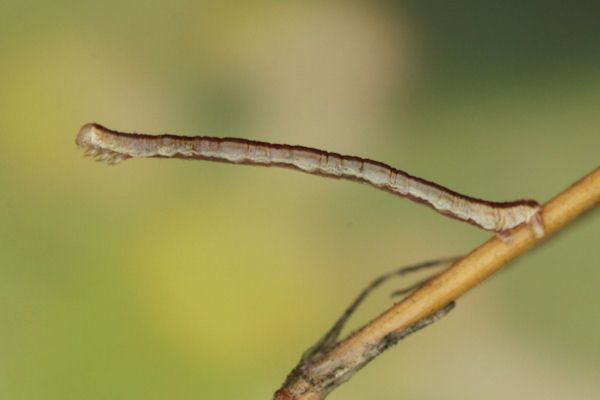 Eupithecia gemellata: Bild 31