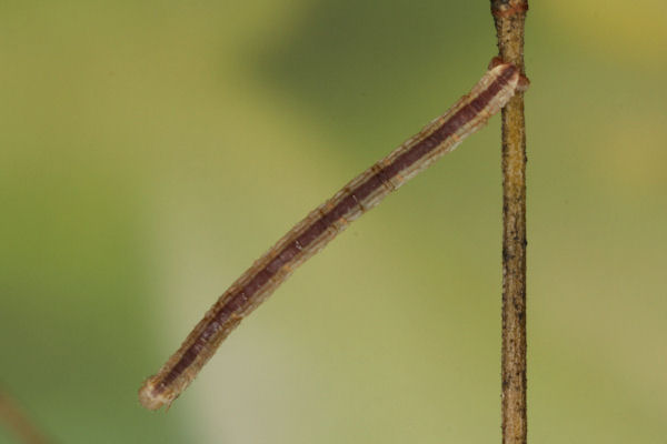 Eupithecia gemellata: Bild 32