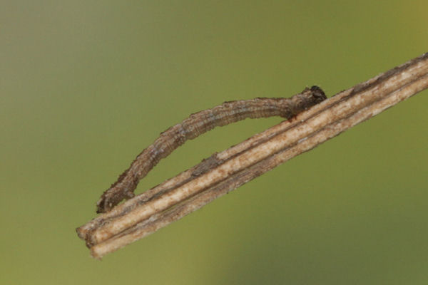 Scotopteryx octodurensis: Bild 31