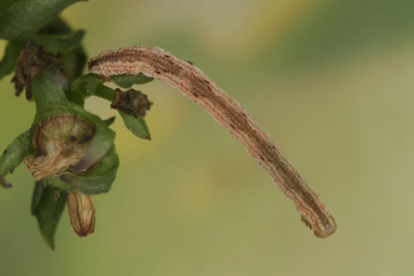 Eupithecia impurata: Bild 54