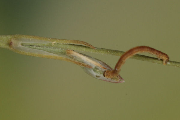 Eupithecia gemellata: Bild 15
