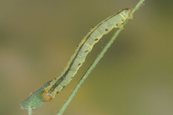 Eupithecia thalictrata: Bild 70