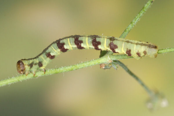 Eupithecia thalictrata: Bild 72