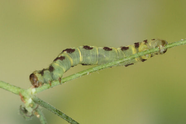 Eupithecia thalictrata: Bild 74