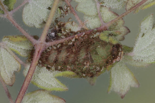 Eupithecia thalictrata: Bild 100