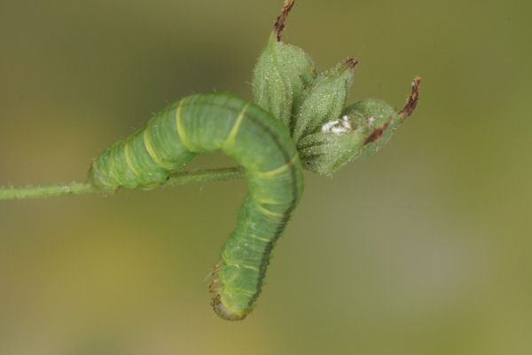 Eupithecia thalictrata: Bild 75