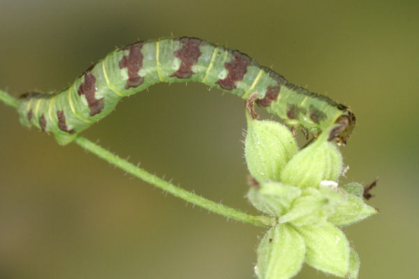 Eupithecia thalictrata: Bild 76