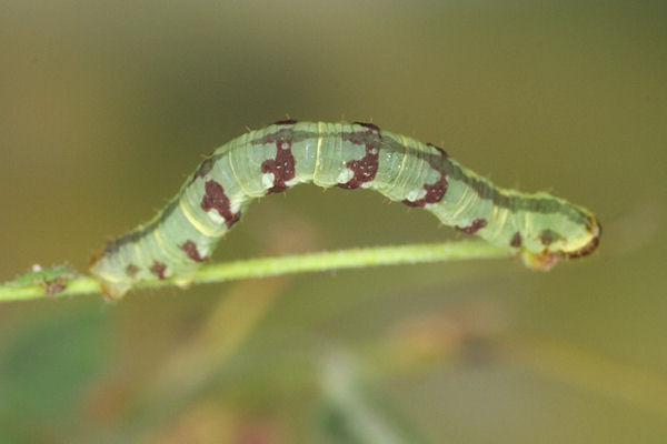 Eupithecia thalictrata: Bild 79