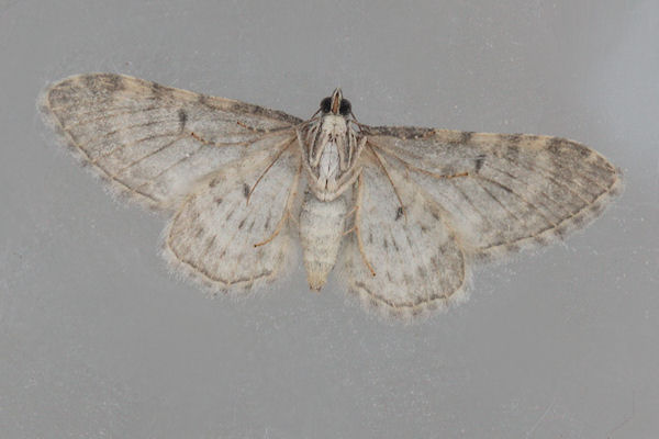 Eupithecia impurata: Bild 38