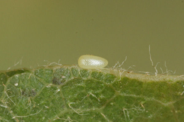 Cyclophora puppillaria: Bild 1