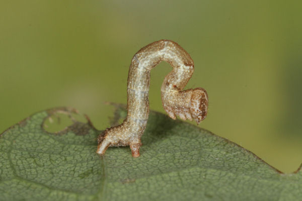 Cyclophora puppillaria: Bild 22