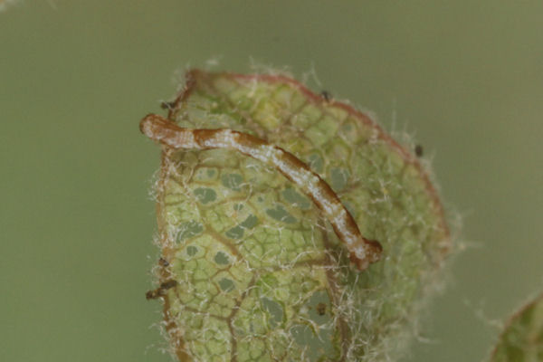 Cyclophora puppillaria: Bild 16