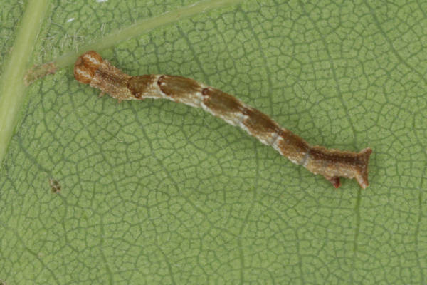 Cyclophora puppillaria: Bild 35
