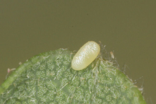Cyclophora puppillaria: Bild 6