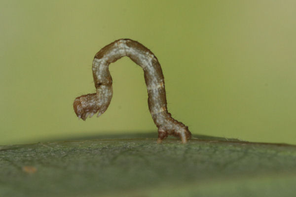 Cyclophora puppillaria: Bild 26
