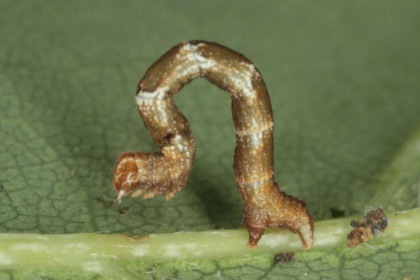 Cyclophora puppillaria: Bild 38