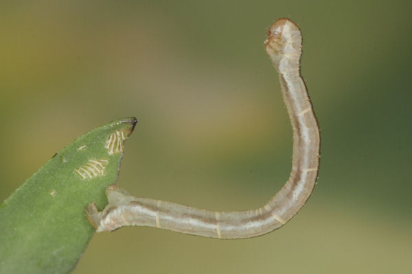 Eupithecia graphata: Bild 20