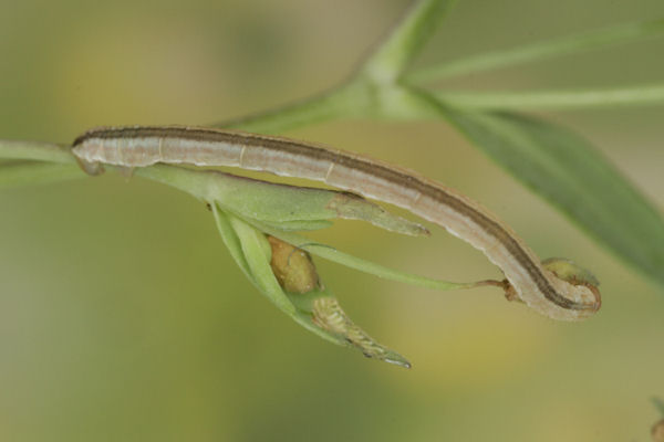 Eupithecia graphata: Bild 21