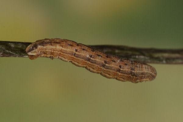 Crocota pseudotinctaria: Bild 29
