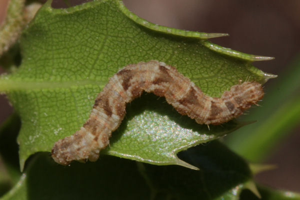 Eupithecia dodoneata: Bild 71